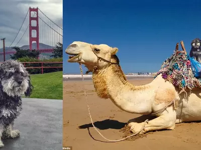 From A Neglected Stray To A Traveller Pet, This Dog Has Already Seen 12 Countries In 5 Years