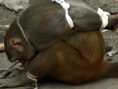 These Images Showing A Monkey Being Captured And Tortured Will Make You Turn Your Head Away