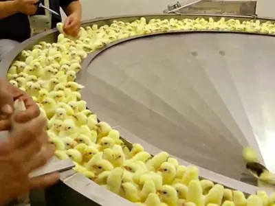 With Heads Ripped Off, This Is How New Born Chicks Are Killed On The First Day Of Their Lives