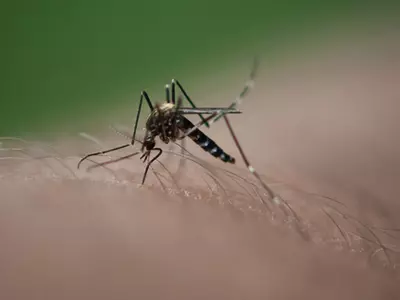 With Zero Health Ministry Efforts To Combat Zika, Indian Doctors Predict Outbreak In India Soon