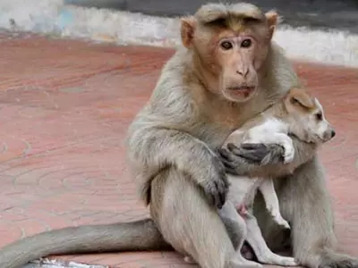 Monkey Adopts A Puppy And Takes Better Care Of The Animal Than Most Humans Would