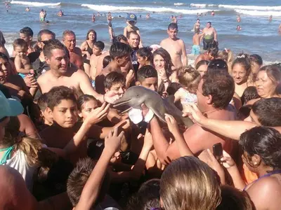 Selfie Frenzy Kills A Baby Dolphin As Tourists Yank It Out Of The Ocean For Their Own Pleasure