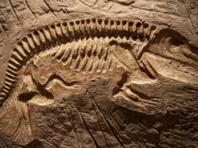 Jurassic Fossil Site Discovered In Argentina Runs For A Massive 60,000 Square Kilometers!