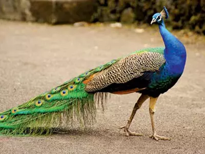 Goa government proposes to tag peacock,wild bison as nuisance animals