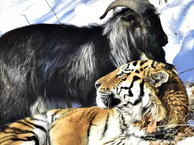 Lawyer Says That A Tiger & Goat Living In The Same Cage At A Zoo Are Promoting Gay Culture