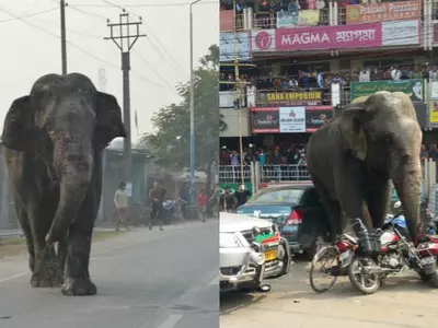 Wild Elephant Creates Panic In Siliguri