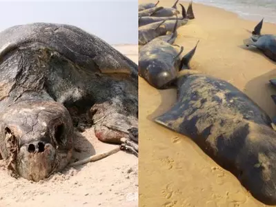 As More & More Sea Animals Are Washing Ashore Dead, We Look At Possible Reasons Causing It
