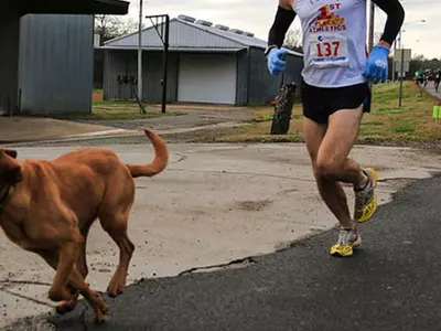 Dog accidentally finishes half-marathon in seventh place