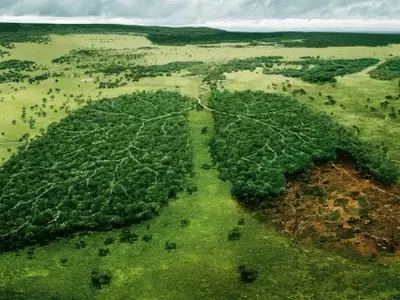 African Rainforests
