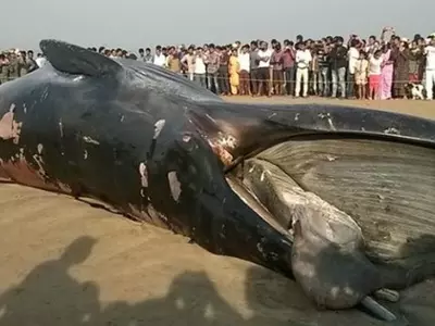 Whale Washes Ashore In Mumbai