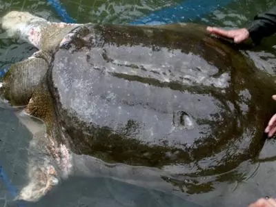 The Death Of An Endangered Yangtze Giant Softshell Turtle Leaves Just Three Remain On Earth