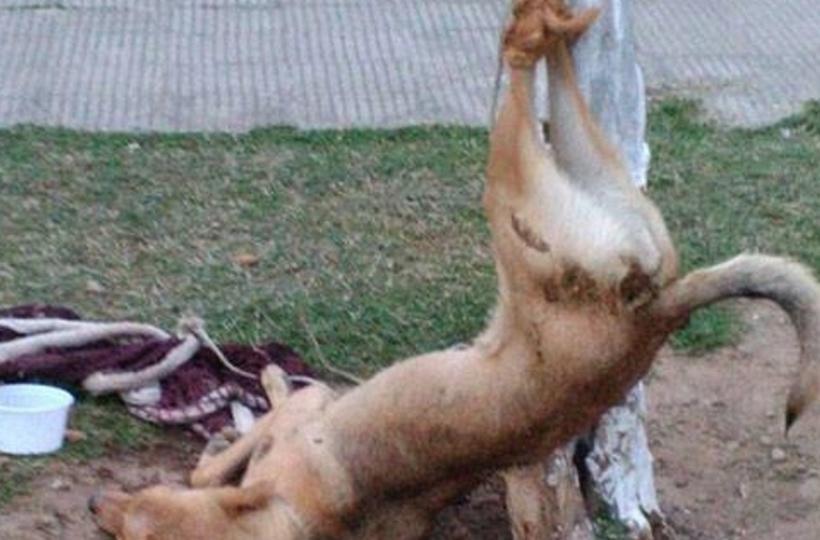 Girl Posts Videos Of Violent Men Attacking Stray Dog, Hunts Them Down Via Facebook! Girl Posts Videos Of Violent Men Attacking Stray Dog, Hunts Them Down Via Facebook!