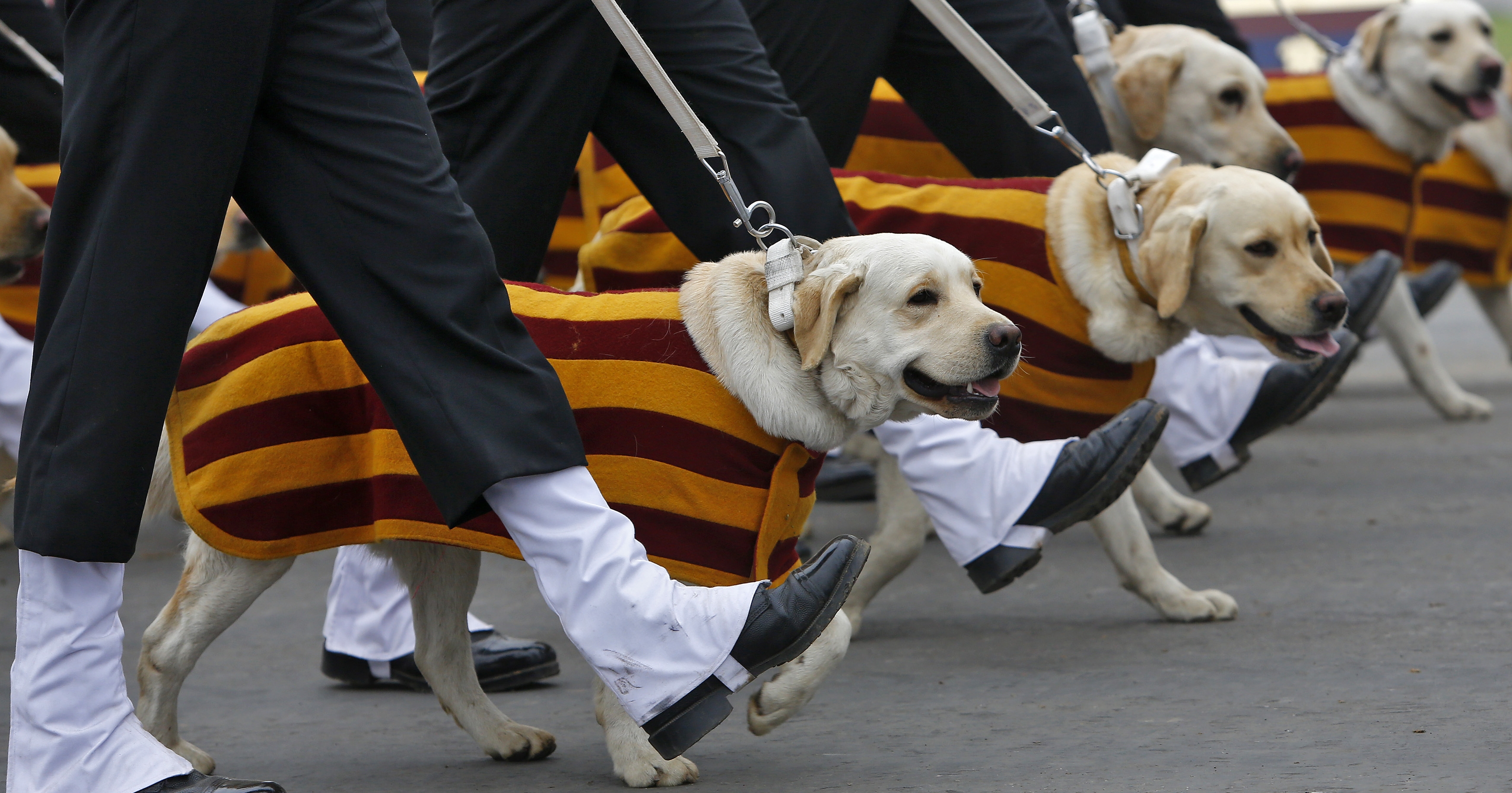 These dogs. Squad Dog.