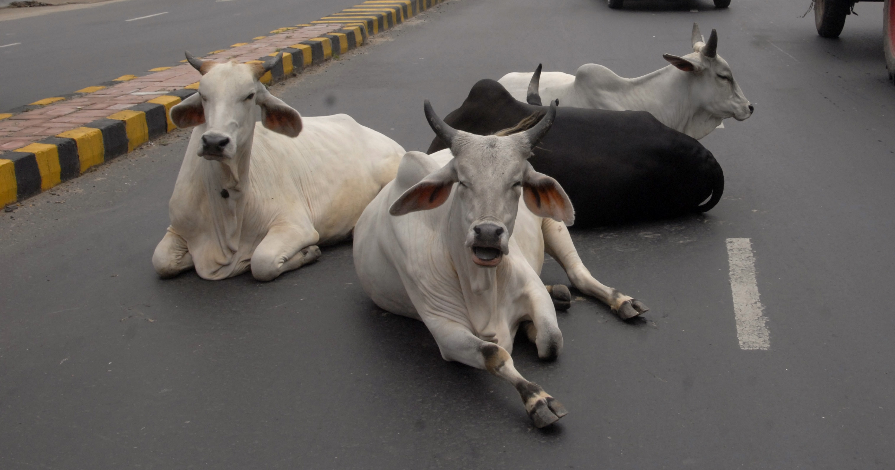 Forget #BeefBan, Did You Know That You Can't Keep Any Kind Of Cattle In ...