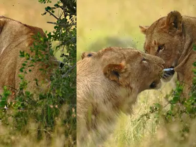 Remarkable Moment Shows A Cub Pulling Out A Tranquilizer Dart From A Lioness's Side