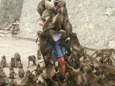 Each Time You Decide To Feed Monkeys, Think Of This Man Who Got Mobbed By The Whole Lot Of Them