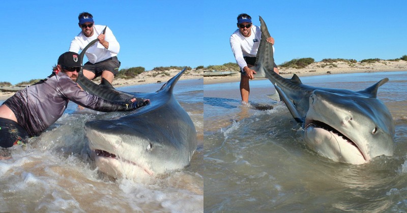 Spine-Chilling Photos Show 2 Fishermen Tackling A Gigantic Shark Before ...