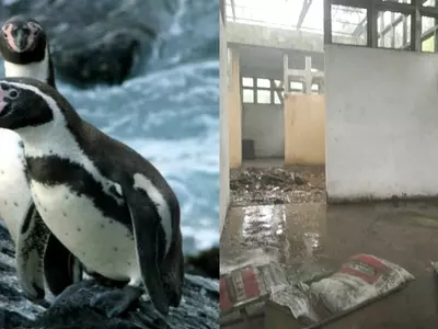 Humboldt penguins/Mumbai facility