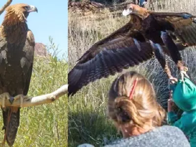 Bizarre Moment Shows An Eagle Trying To Fly Away With A Boy At A Wildlife Show Event!