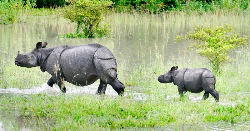 Flood Situation Continues To Be Grim In Assam, Increasing Threat To ...