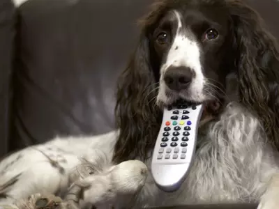Is Your Dog A Couch Potato? Here’s A TV Remote Designed For His Paws!