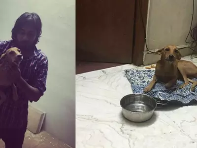 Dog Thrown Off From Rooftop By Chennai Man Found Alive