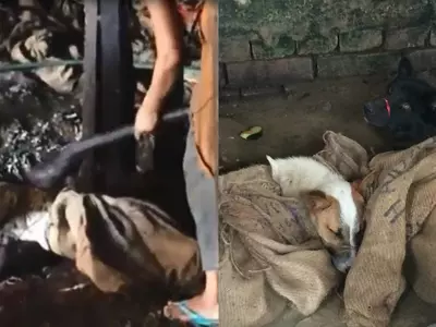dog meat trade in Nagaland