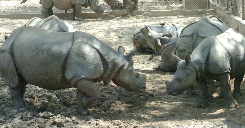 Floods In Assam Will Hurt India's Rhino Population Badly + 5 Other Must ...