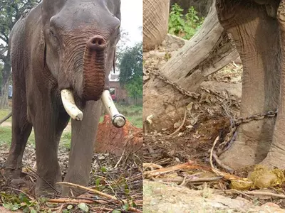 After 15 Years In Chains, 'World's Unluckiest Elephant' Freed After India's Longest Animal Rescue Operation!