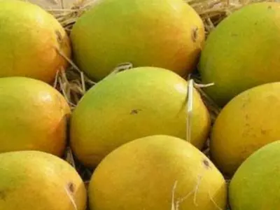 Mango India Pakistan
