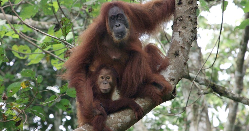 Authorities Sound An 'Engendered Species' Alert For The Bornean ...