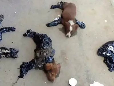 Animal Cruelty Touches New High As Dogs Found Covered In Tar And Stuck To The Ground In Romania