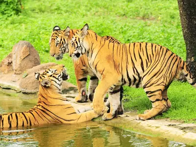 74 Tigers Died In January 2016
