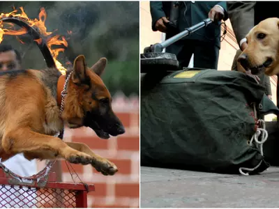 SPG security dogs india