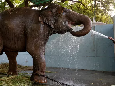 Elephants go thirsty after acute water crisis in Rajasthan