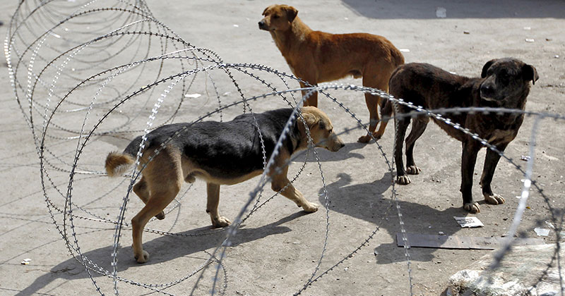 At Least 50 Stray Dogs Allegedly Burnt Alive Near Chennai For Attacking ...