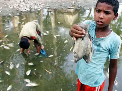 After Ulsoor, Hundreds Of Fish Die In Hebbal Lake