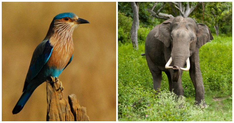 Did You Know That Every State And Union Territory Of India Has A State Animal And A Bird? Did You Know That Every State And Union Territory Of India Has A State Animal And A Bird?