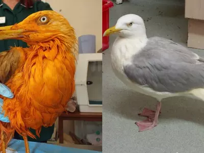 A Seagull Turned Orange After It Fell Into A Vat Of Chicken Tikka Masala
