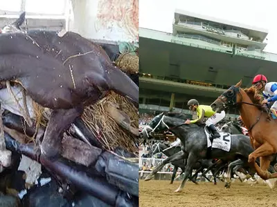 Six Race Horses Killed In Tamil Nadu After A Specially Designed Vehicle To Transport Them Overturned