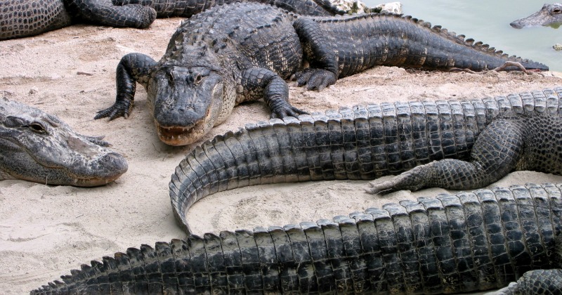 four-alligators-killed-in-disney-world-while-searching-for-2-year-old