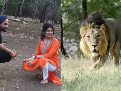 Jadeja's Lion Selfie Is Not An Isolated Incident, Illegal Safari Is A Thriving Business Gir