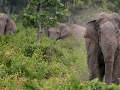 1 Year Sees 39 Elephants Die In Odisha, And Forest Officials Don't Have A Clue Why