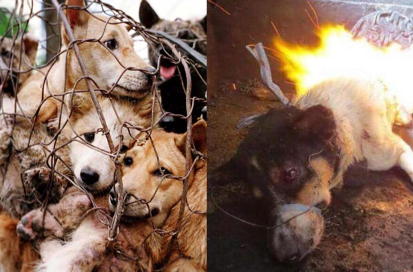 China's Yulin Festival Has Started, And 10,000 Dogs Are On The Menu