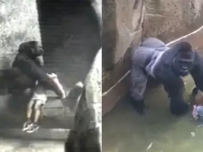 Gorillas Can Be Human Friendly