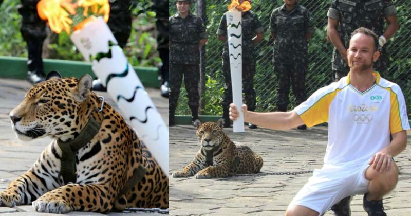 'Mascot' Jaguar Shot Dead After Being Photographed With The Olympic