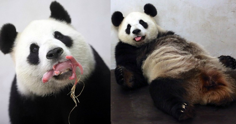 Mother Panda Gives Birth To The Tiniest Baby, Plops On The Floor For ...