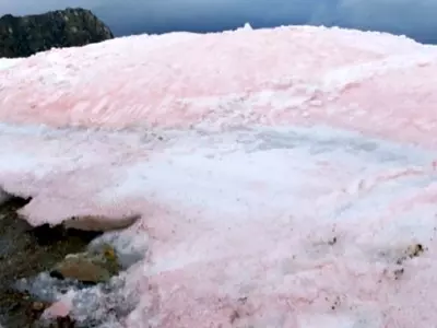 The Snow In The Arctic Just Turned Pink And It Has Got Everyone Really, Really Worried!