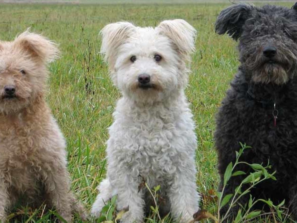 are pumi puppies lazy