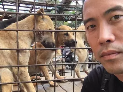 China's dog meat festival